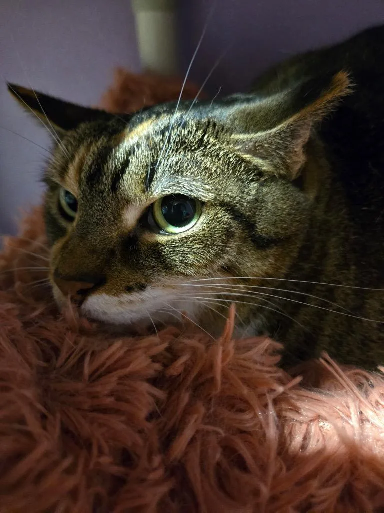 An adult medium-sized female Domestic Short Hair cat named Pixie for adoption in Cambridge, MD