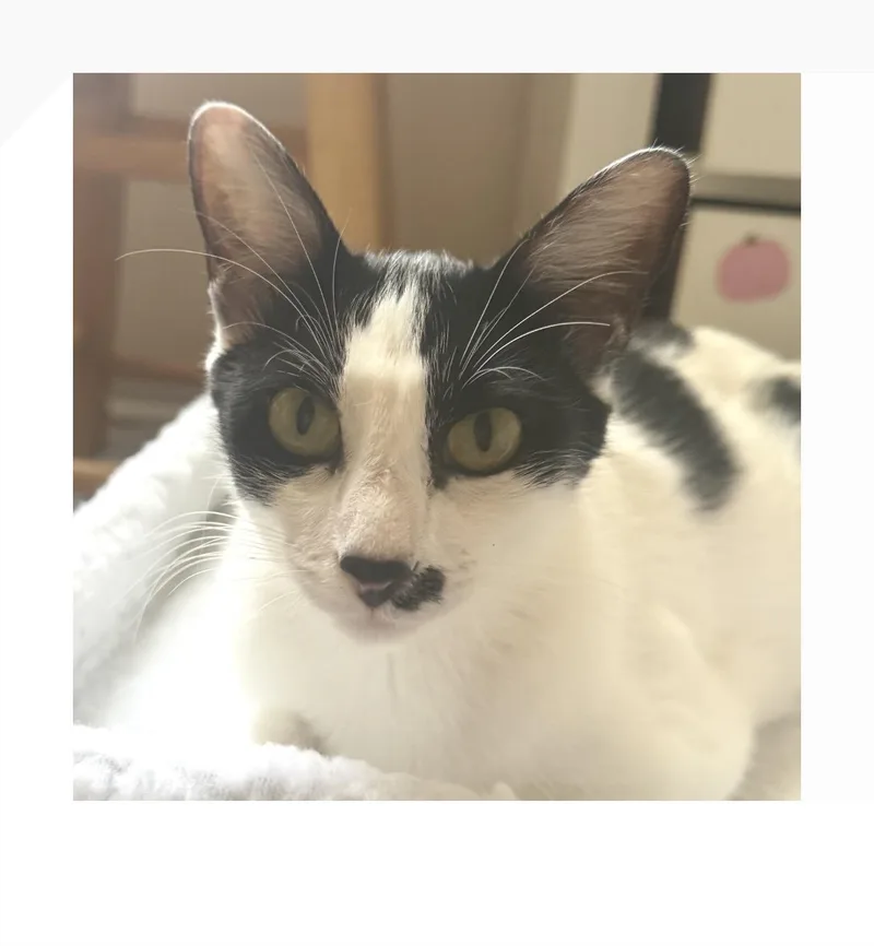 A young small-sized female White Domestic Short Hair cat named Perdy for adoption in San Pedro, CA