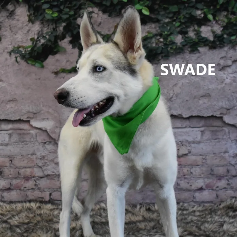 An adult medium-sized male White / Cream Husky dog named Swade for adoption in Yuma, AZ