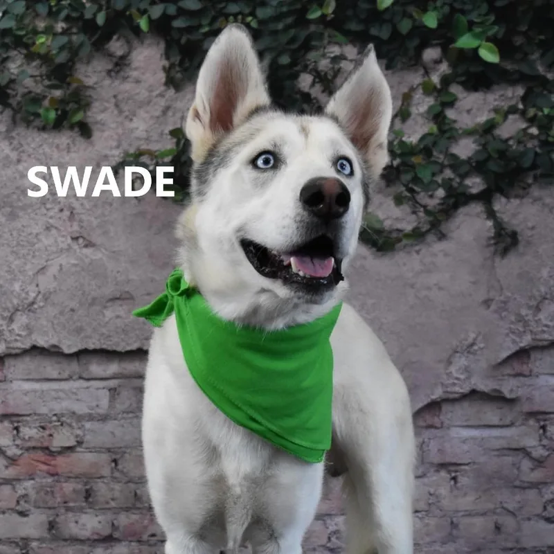 Swade thumbnail 2
