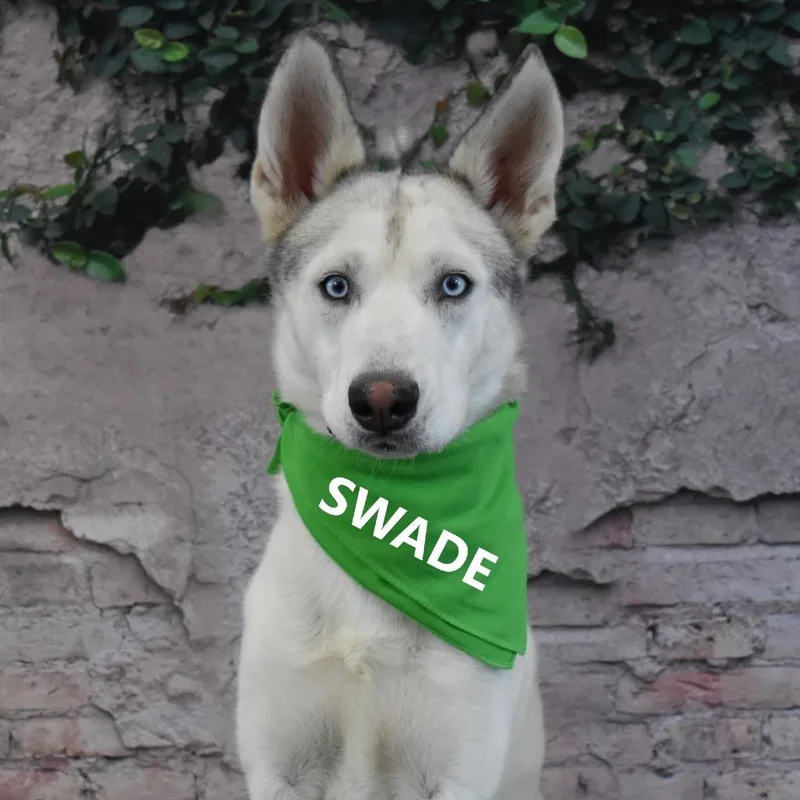 Swade thumbnail 3