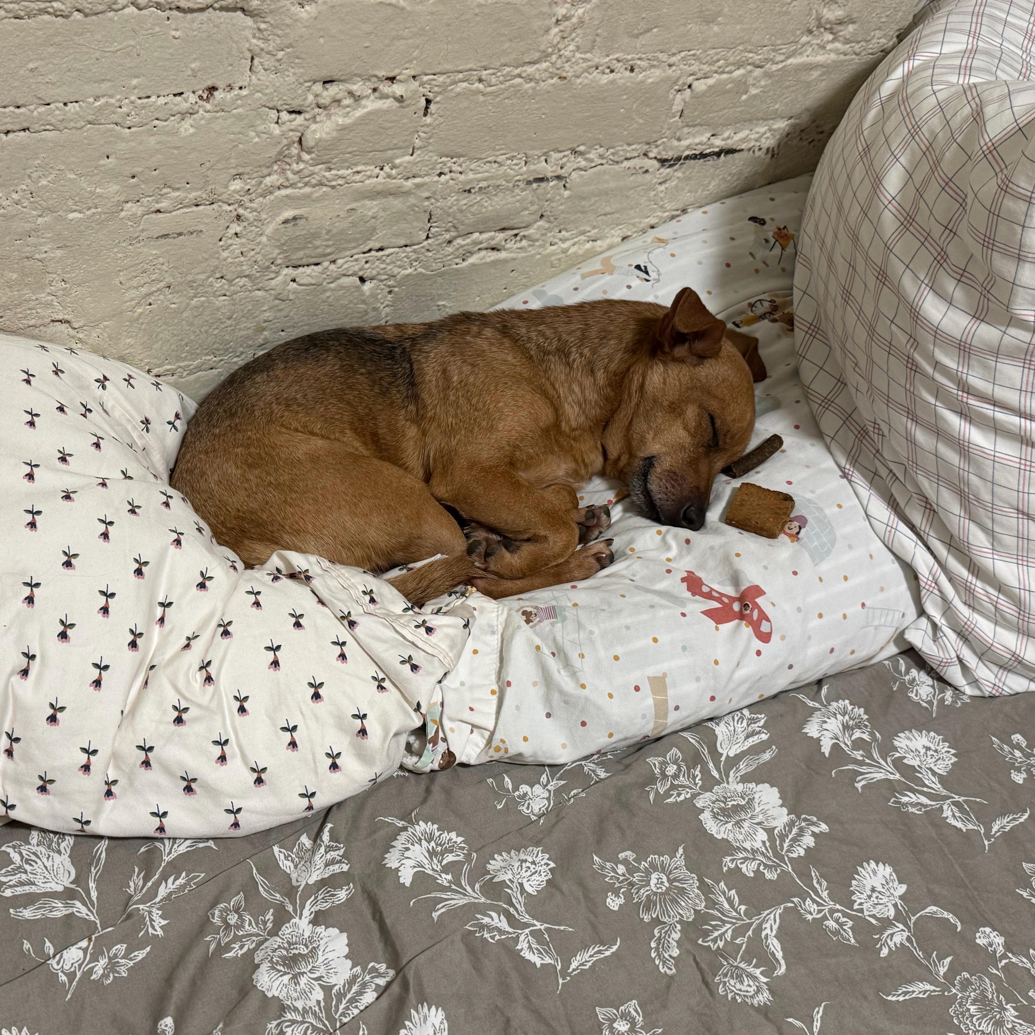 An adult small-sized female Chihuahua dog named Kc for adoption in Brooklyn, NY