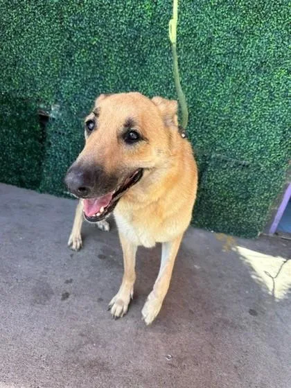 A baby large-sized female Brown / Chocolate German Shepherd Dog dog named 61370448 for adoption in El Paso, TX