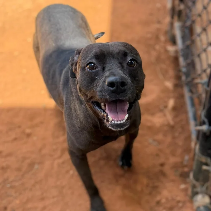 An adult medium-sized female Black Mixed Breed dog named Milly for adoption in Summerdale, AL