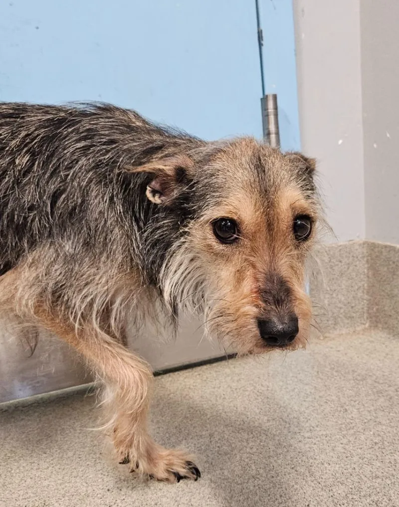 An adult medium-sized female Schnauzer dog named Maggie for adoption in Bloomington, IN