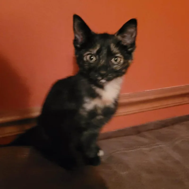 A young small-sized female Black American Shorthair cat named Shadow for adoption in Lima, OH