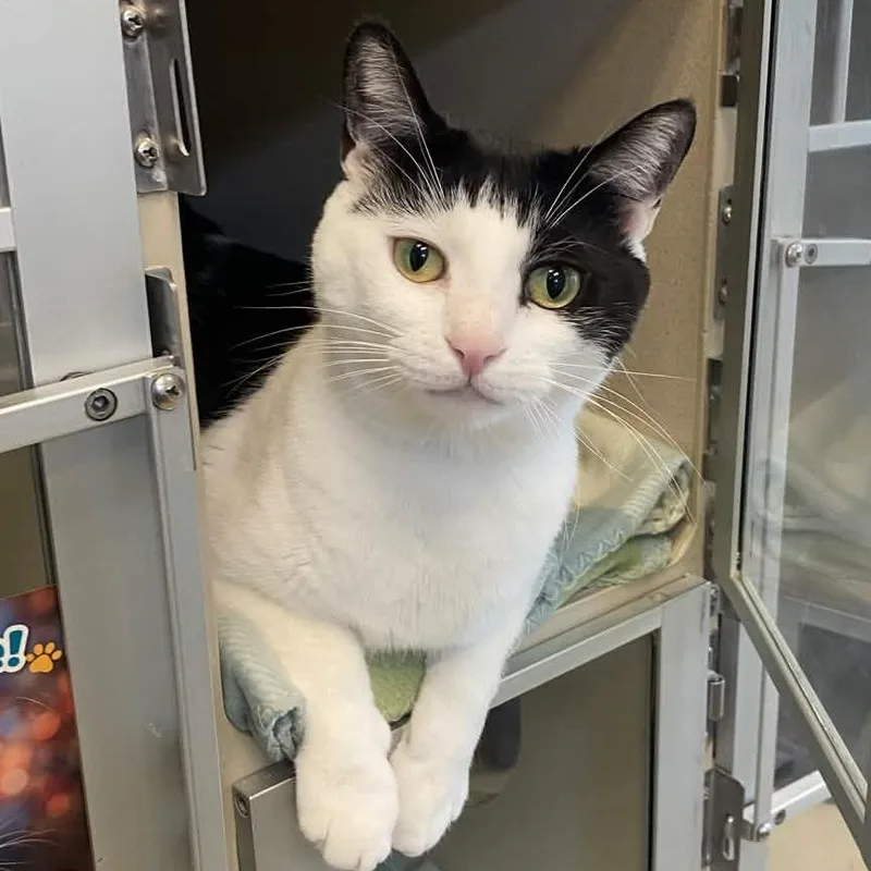 A senior large-sized male Black Domestic Short Hair cat named George for adoption in Gloucester, VA