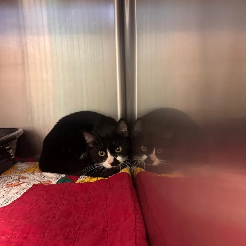 An adult small-sized male Gray / Blue / Silver Domestic Medium Hair cat named Clute for adoption in Lake Jackson, TX