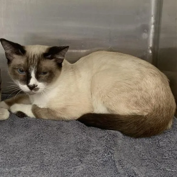 A baby medium-sized male White Domestic Short Hair cat named JonRalphio for adoption in Long Beach, CA