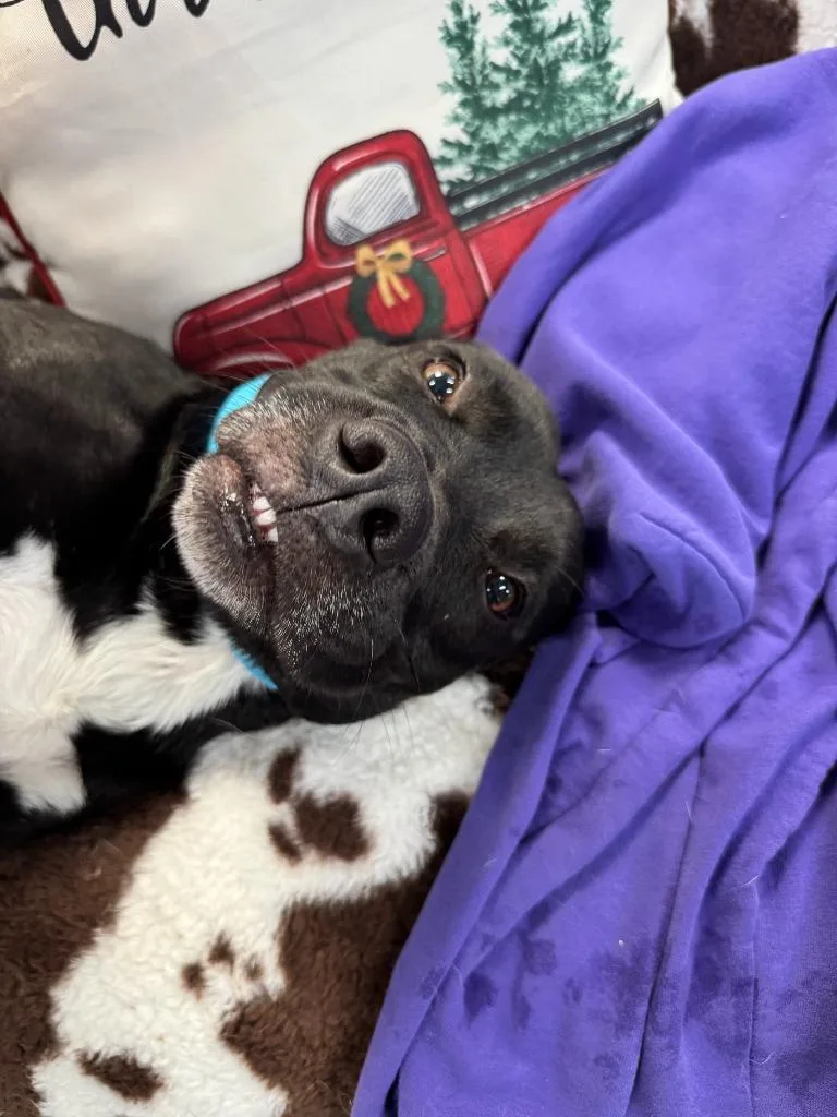 Dog Kennel  Penelope