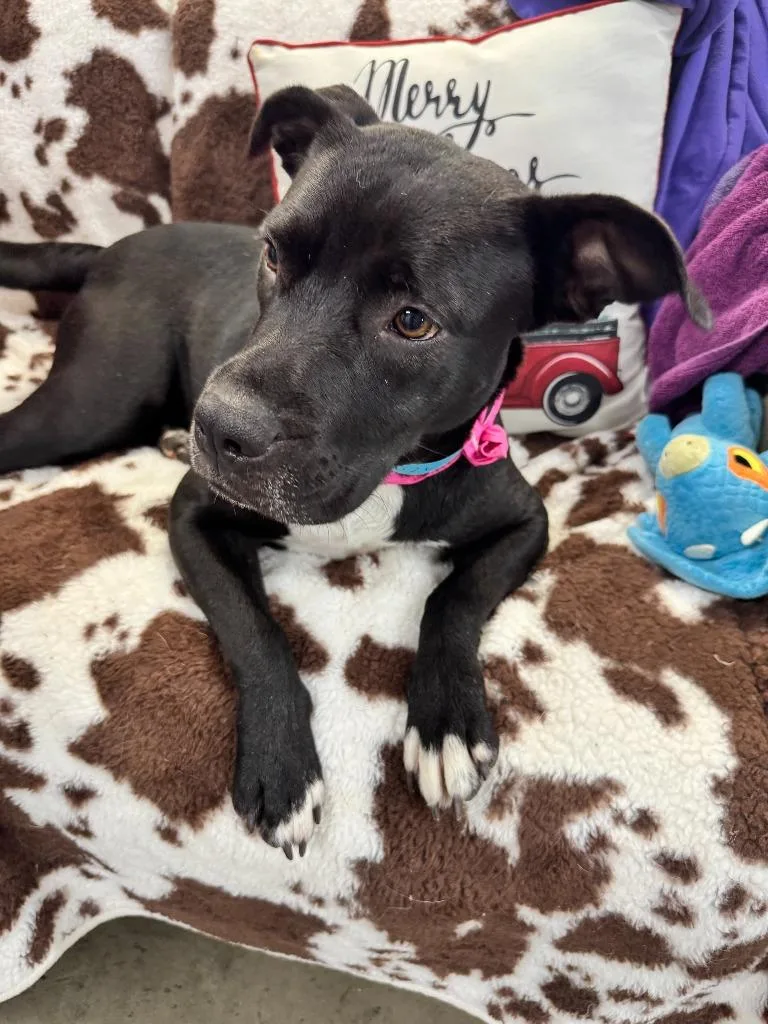 Dog Kennel  Penelope thumbnail 2