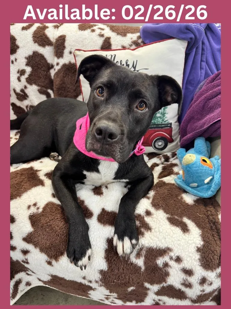 Dog Kennel  Penelope thumbnail 3