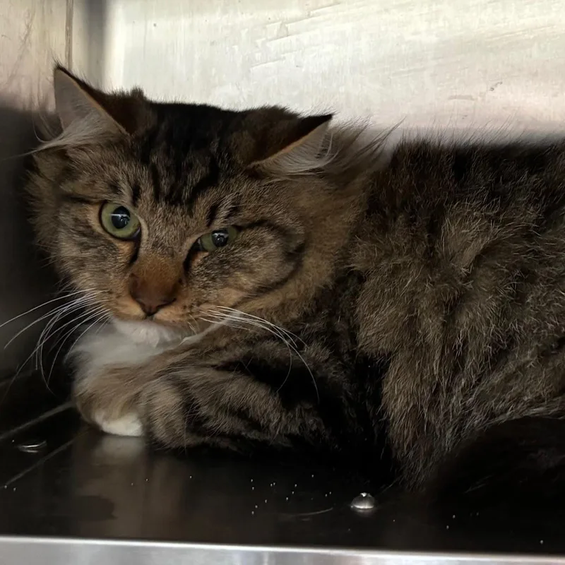 A young medium-sized male Tabby (Buff / Tan / Fawn) Tabby cat named Tootsie for adoption in Raymond, WA