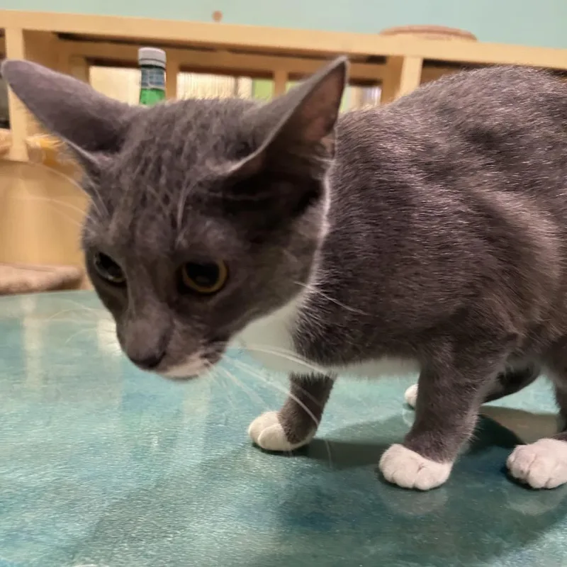 A young medium-sized female Gray / Blue / Silver Domestic Short Hair cat named Joesphine for adoption in Webster, TX