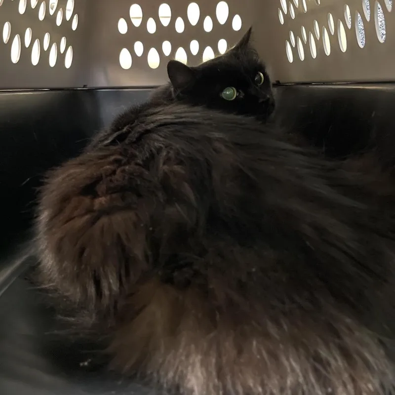 A senior small-sized female Black Domestic Long Hair cat named Marie for adoption in Pasadena, CA
