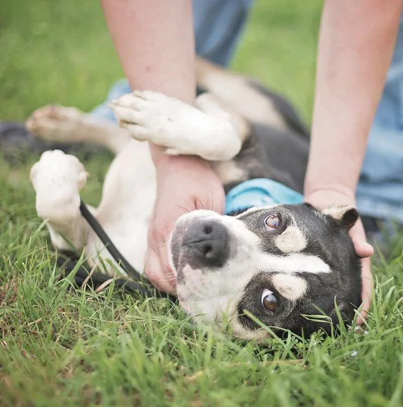 An adult medium-sized male American Staffordshire Terrier dog named Bruno for adoption in Oak Point, TX
