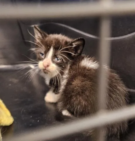 A baby small-sized female Domestic Short Hair cat named Arizona for adoption in San Martin, CA