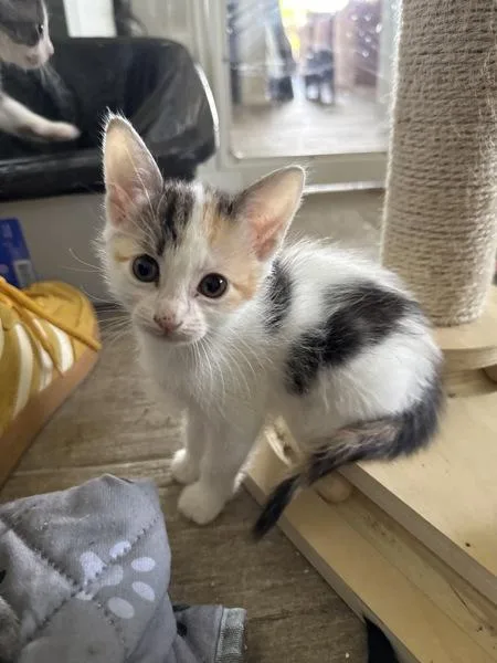 A baby small-sized female Domestic Short Hair cat named Penelope for adoption in Austin, TX