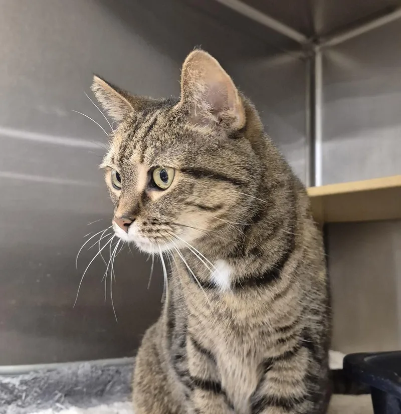 An adult medium-sized female Domestic Short Hair cat named Dana for adoption in South Bend, IN