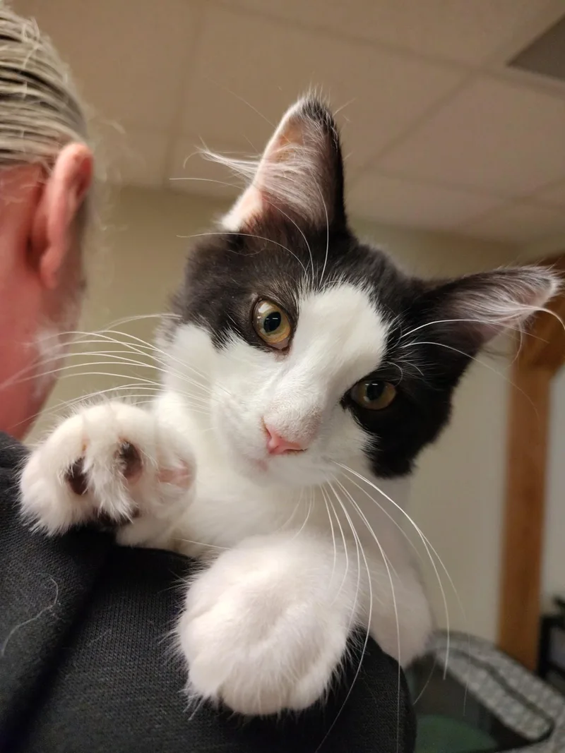 A baby medium-sized female Black & White / Tuxedo Tuxedo cat named Lucy for adoption in Montour Falls, NY