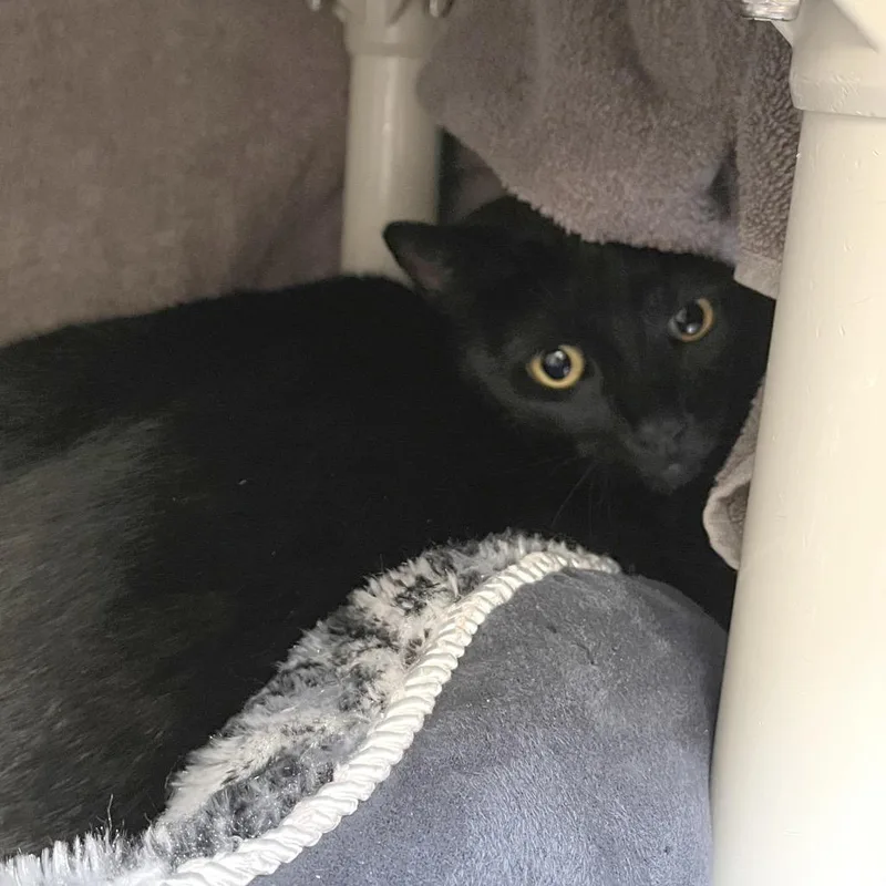 An adult large-sized male Black Domestic Short Hair cat named Dabi for adoption in York, PA