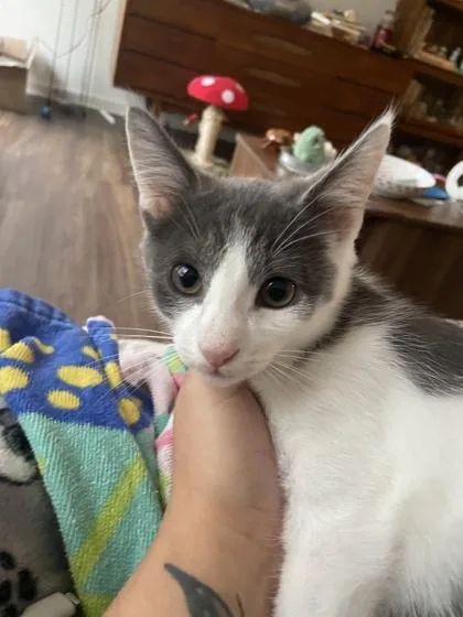 A young small-sized male Domestic Short Hair cat named Gaston for adoption in Columbus, IN