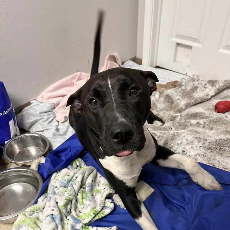 A young large-sized male Black Labrador Retriever dog named Blue for adoption in Austin, TX