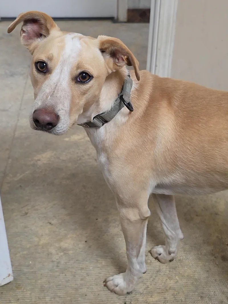 A young medium-sized female Jack Russell Terrier dog named Payton for adoption in LaGrange, IN