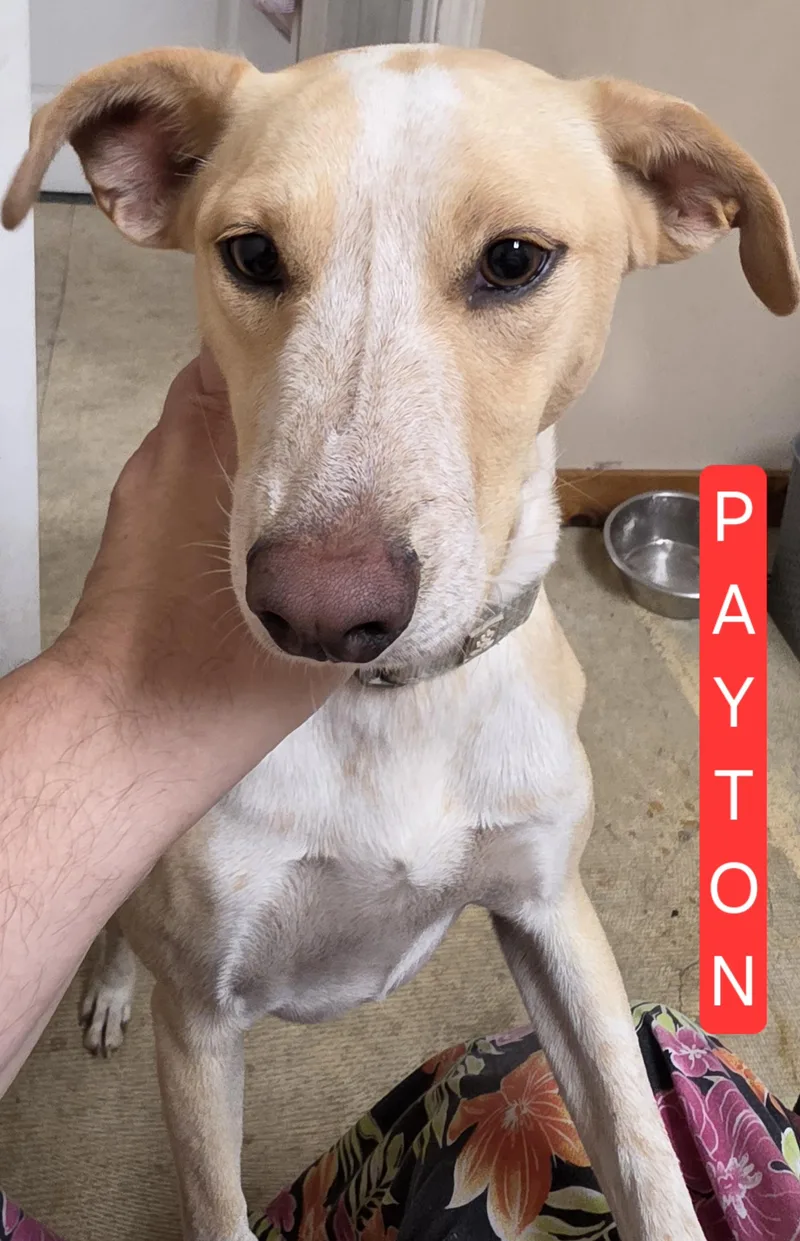 Payton thumbnail 5