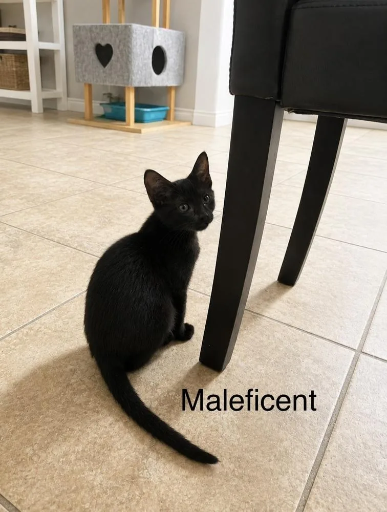 A baby small-sized female Black Domestic Short Hair cat named Maleficent for adoption in Groveland, MA