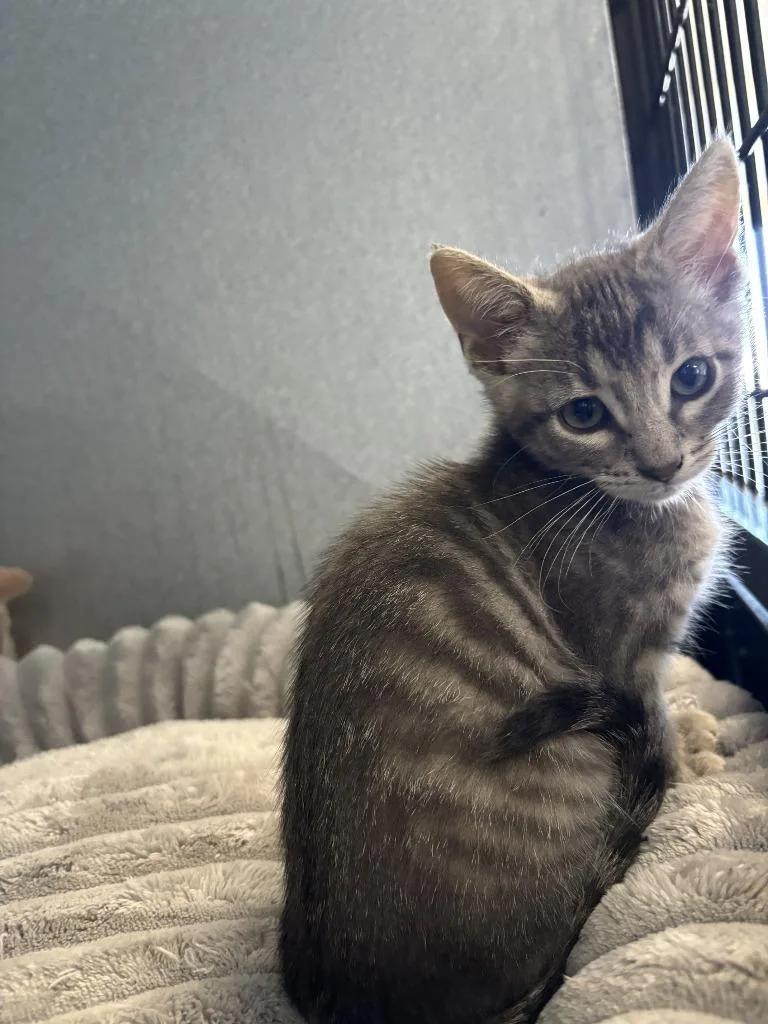 A baby medium-sized male Domestic Medium Hair cat named Alfie for adoption in Moriarty, NM