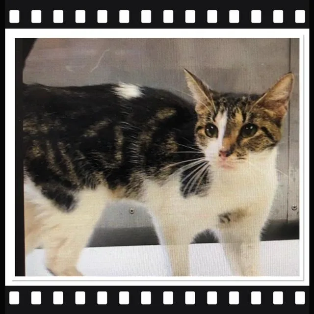 An adult small-sized female Tabby (Gray / Blue / Silver) Domestic Short Hair cat named Pebbles for adoption in Buckhannon, WV