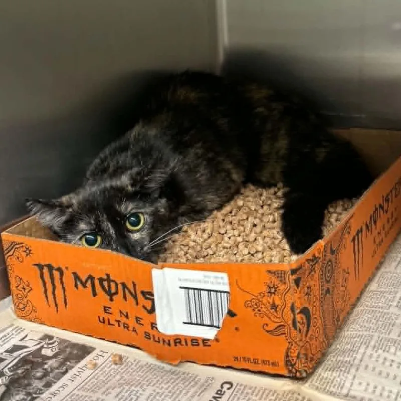 An adult medium-sized female Tortoiseshell Domestic Short Hair cat named Polarius for adoption in Shinnston, WV
