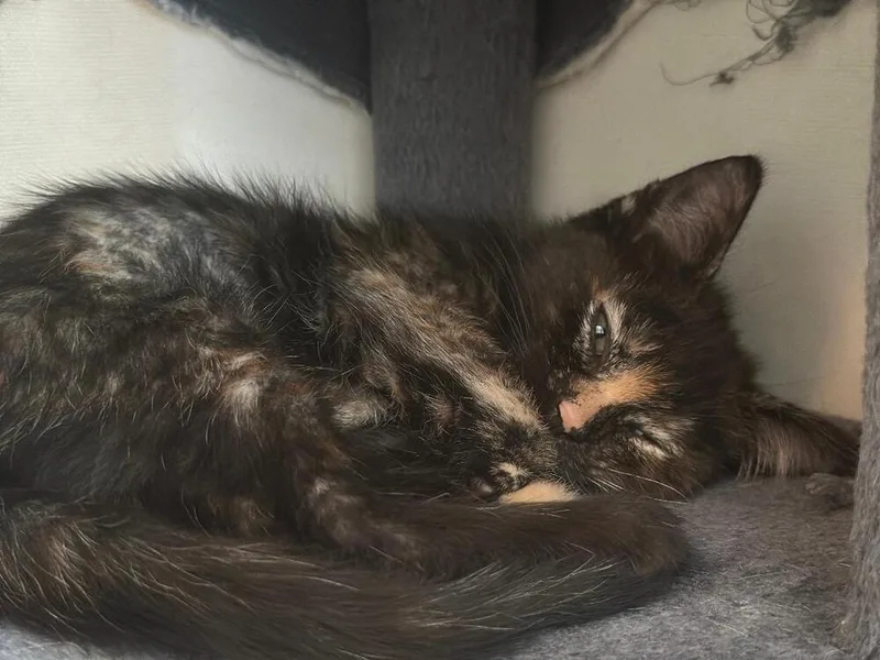 A baby medium-sized female Domestic Short Hair cat named Lucy for adoption in Oceanside, CA