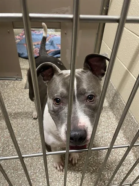 An adult large-sized female Pit Bull Terrier dog named Deja Vu for adoption in Clyde, NC