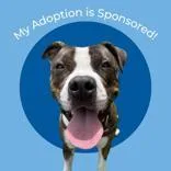 A young medium-sized male Brown / Chocolate Pit Bull Terrier dog named Kong for adoption in Hilliard, OH