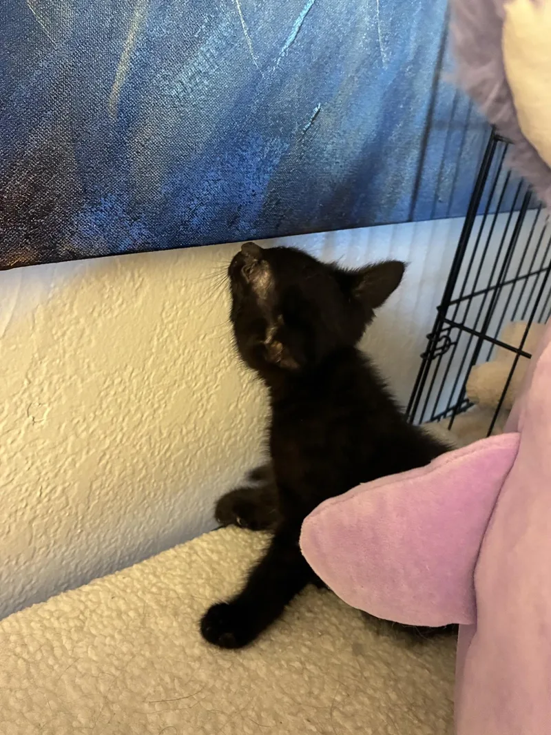 A baby medium-sized male Domestic Short Hair cat named Little Foot for adoption in Reno, NV