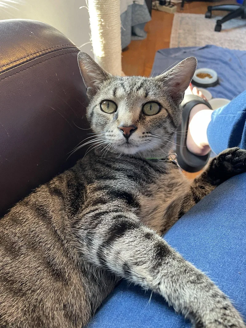 A young medium-sized male Domestic Short Hair cat named Munchkin for adoption in Herndon, VA