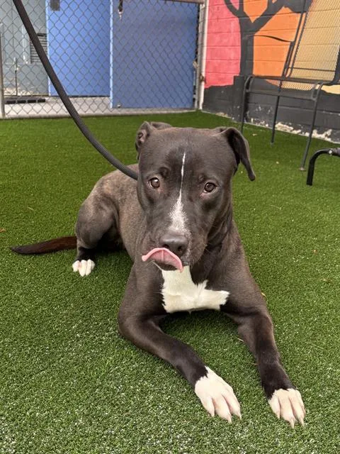 An adult large-sized female Pit Bull Terrier dog named Rosie for adoption in Gardena, CA