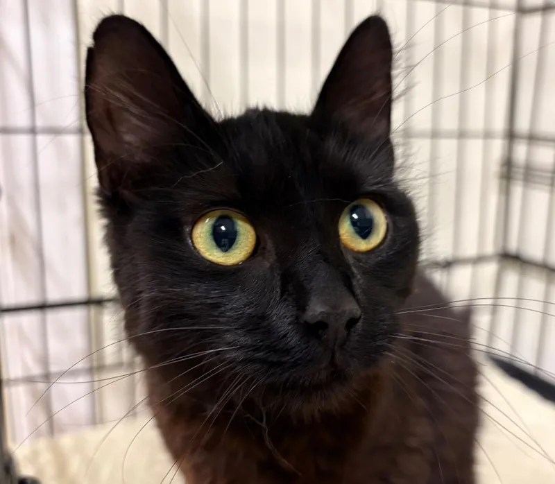 A baby medium-sized female Domestic Medium Hair cat named Blinx for adoption in Fall River, MA