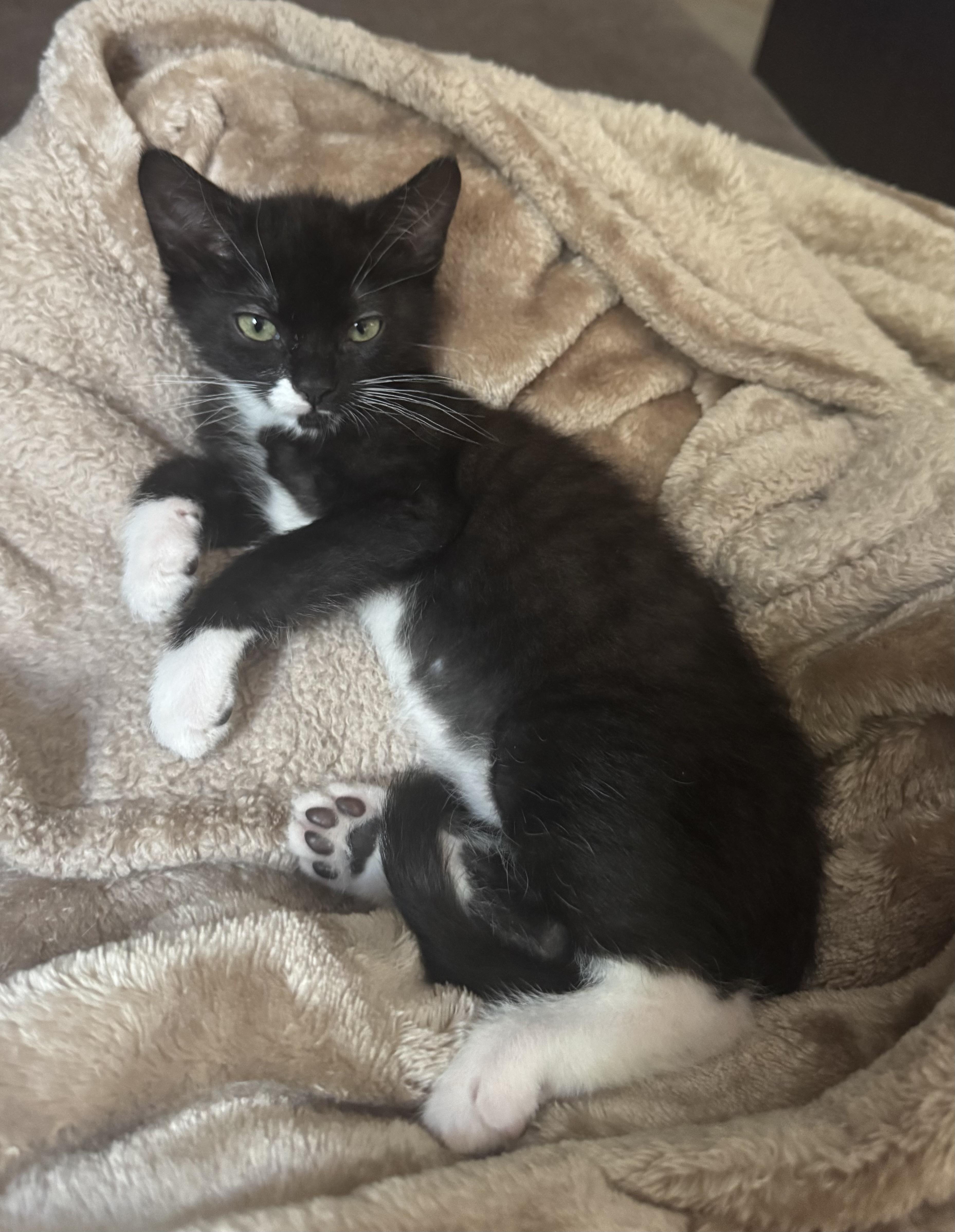 A baby small-sized male Black & White / Tuxedo Tuxedo cat named Blue for adoption in Orange, CA