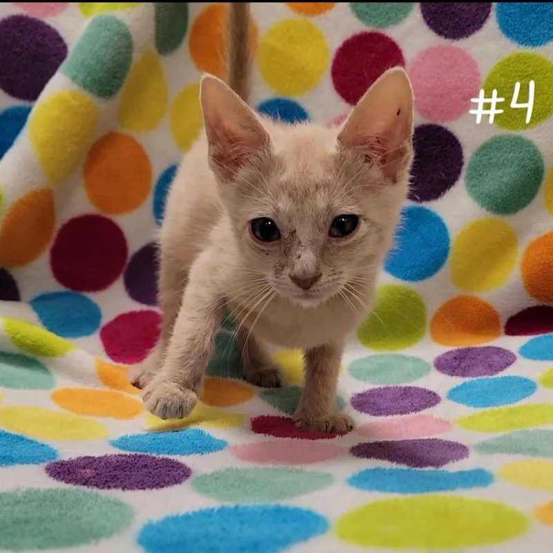 A baby small-sized male Buff / Tan / Fawn Domestic Short Hair cat named Caboose for adoption in Parkersburg, WV
