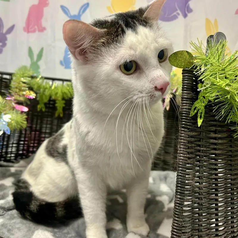An adult large-sized male White Domestic Short Hair cat named Pepe for adoption in Henderson, NV