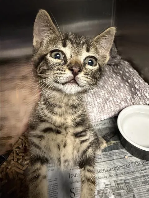 A baby small-sized male Domestic Short Hair cat named Lemonade for adoption in Los Angeles, CA