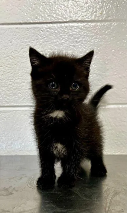 An adult small-sized male Domestic Short Hair cat named Ophran for adoption in Spruce Pine, NC