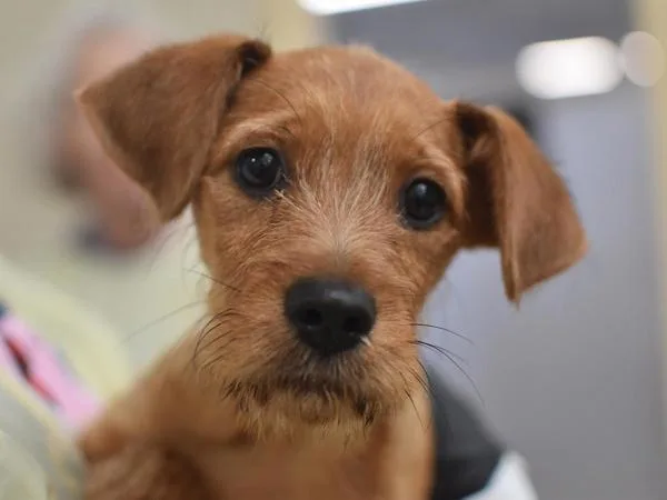 A baby small-sized male Airedale Terrier dog named Walter for adoption in Portland, OR