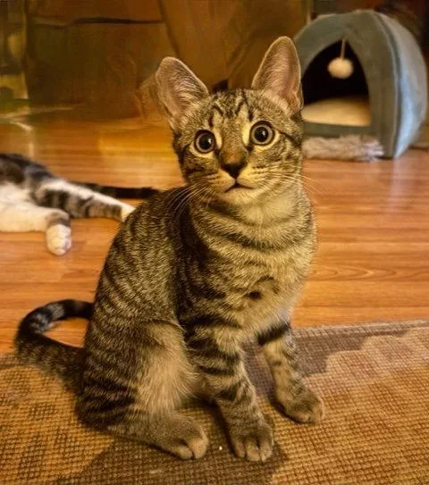 A young medium-sized male Domestic Short Hair cat named Peter for adoption in Dripping Springs, TX
