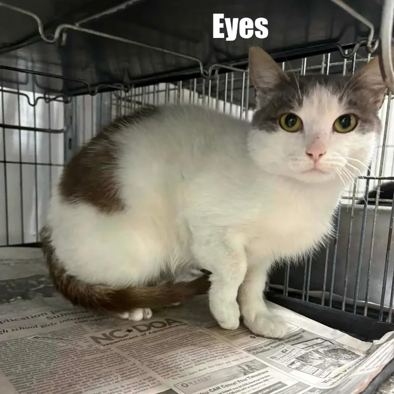 A young small-sized male Gray / Blue / Silver Domestic Short Hair cat named Eyes for adoption in Washington, DC