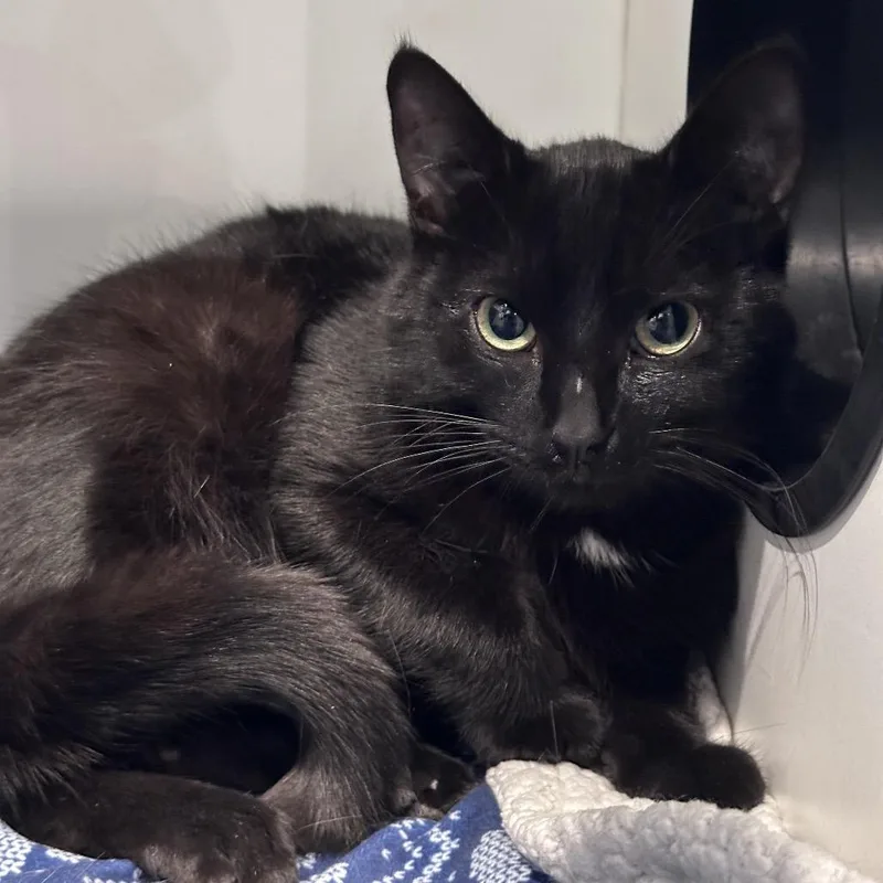 A young small-sized male Black Domestic Short Hair cat named Socky for adoption in Matteson, IL