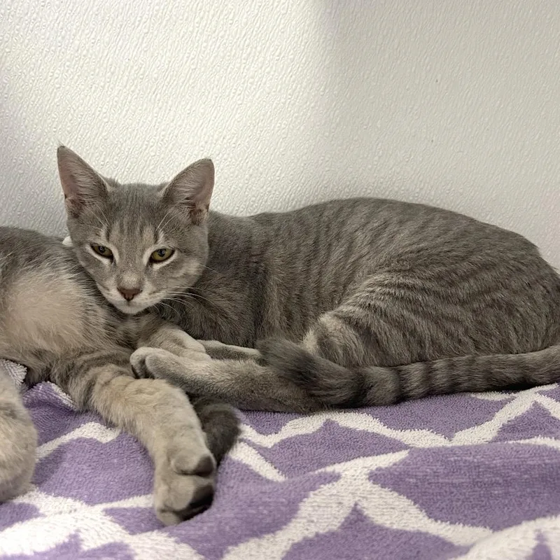 A young medium-sized female Gray / Blue / Silver Domestic Short Hair cat named Koala for adoption in Binghamton, NY